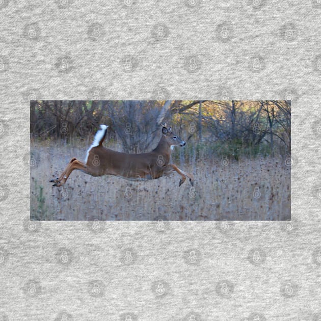 On Prancer! - White-tailed Buck by Jim Cumming